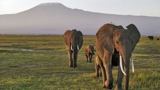 A herd of African elephants walks through the grass in front of Mount Kilimanjaro in Kenya.