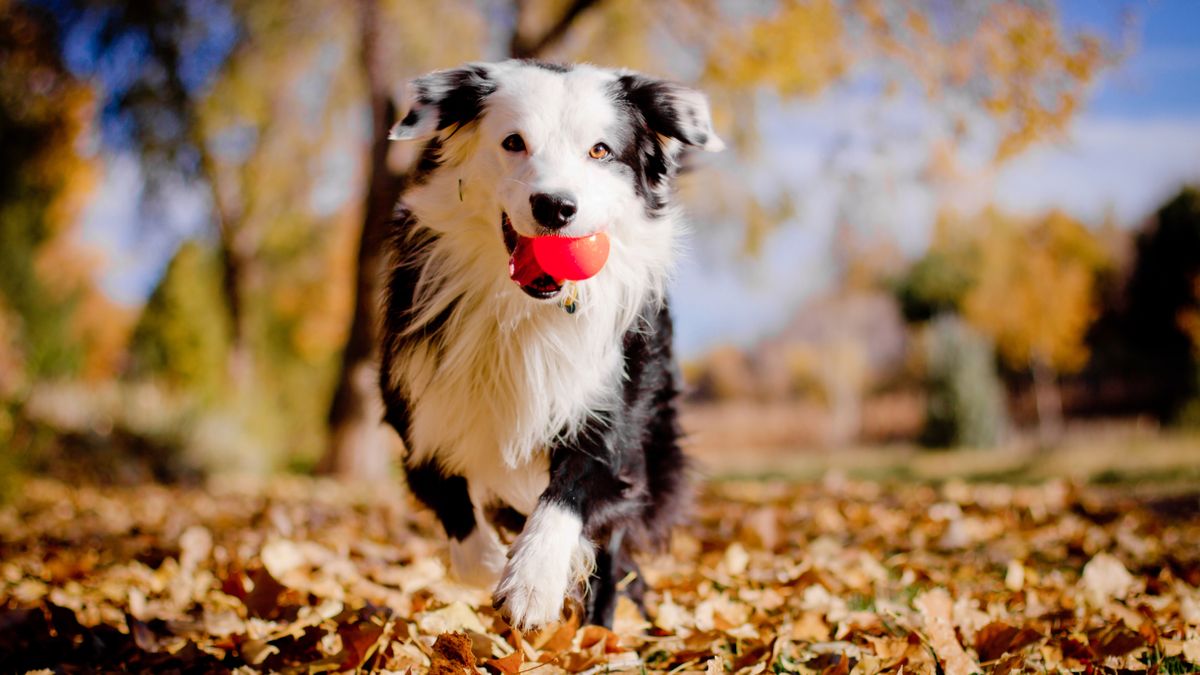 Border Collie with ball in mouth walking through autumn leaves