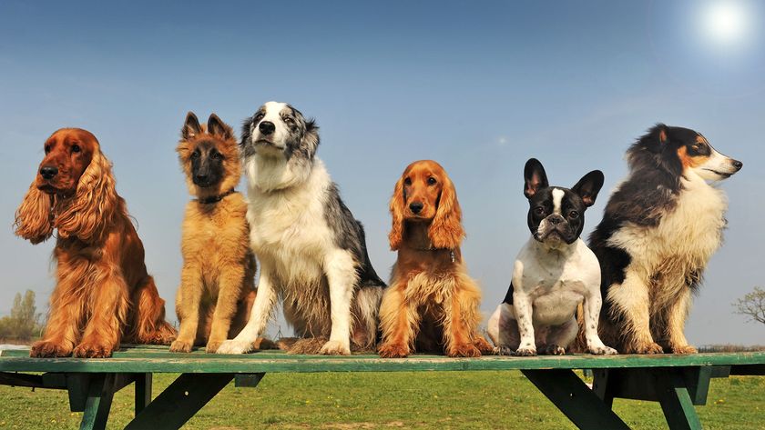 Six dogs of different popular dog breeds sitting in a line on a picnic bench