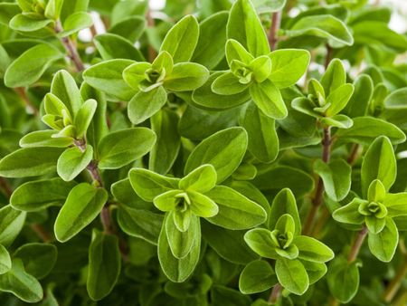 Marjoram Herbs