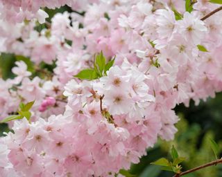 close-up of pink flowers of ornamental cherry 'Accolade'