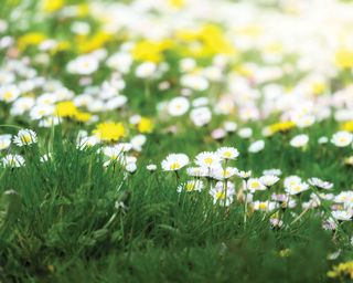 natural lawn with daisies