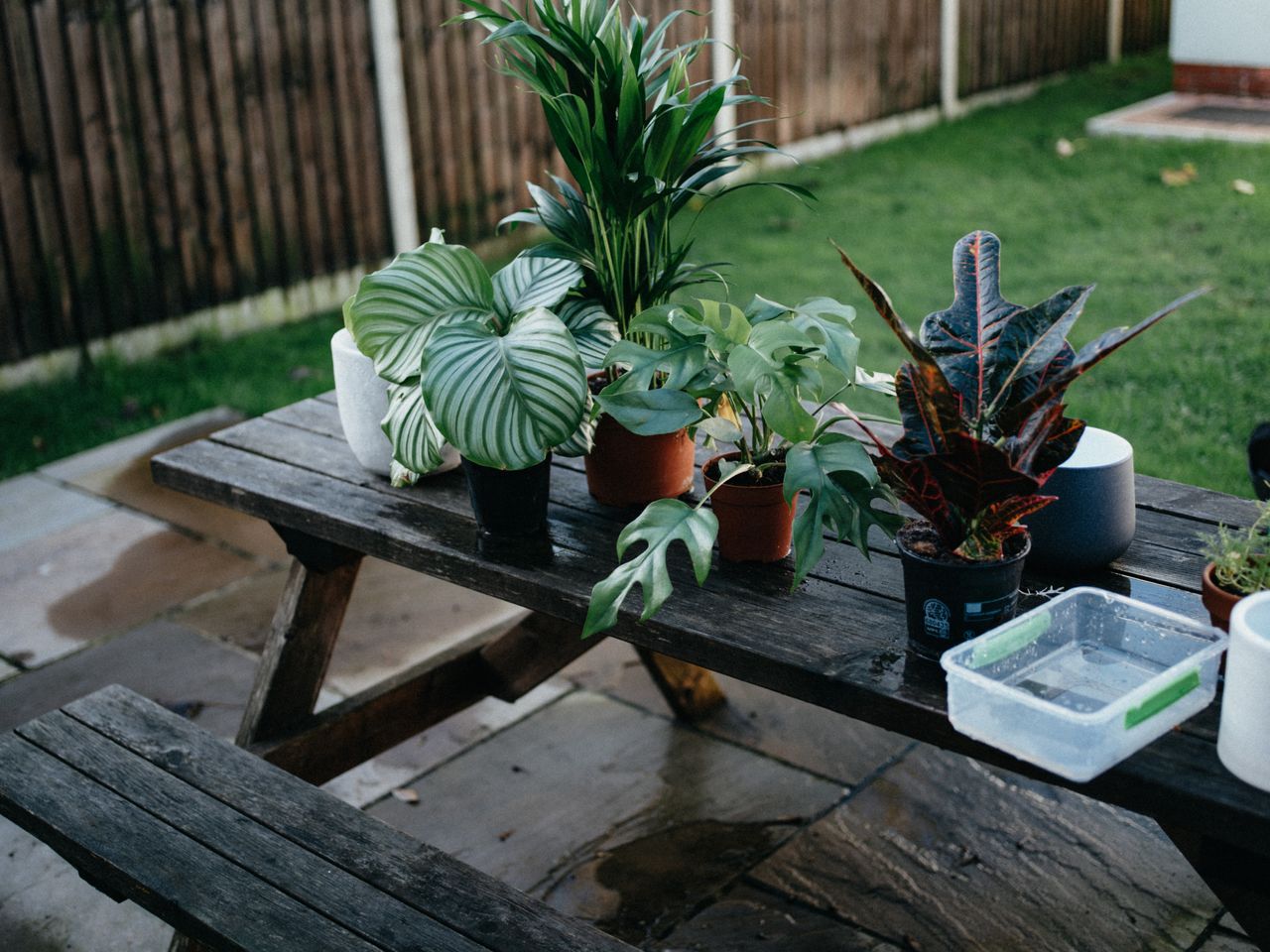 houseplants outdoors