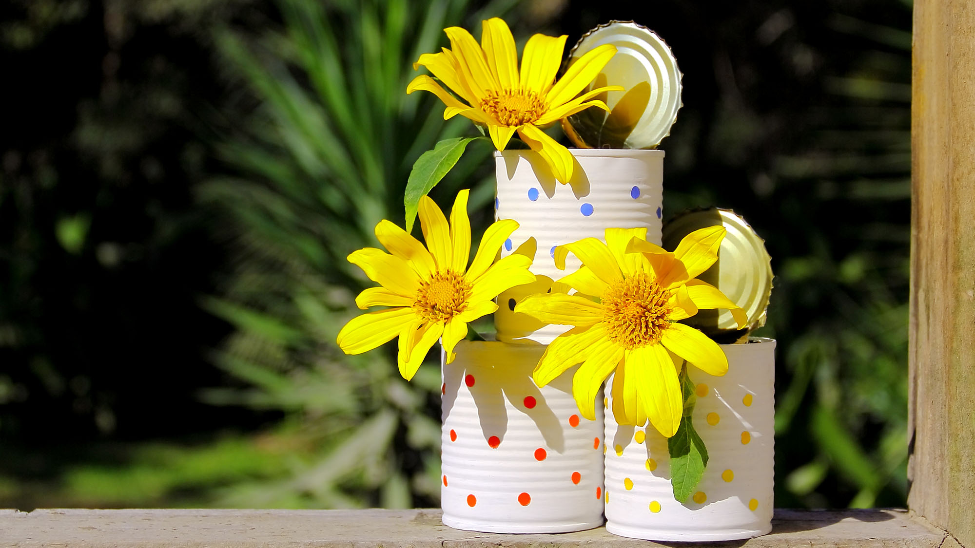 A group of three painted tin cans holding Mexican sunflowers on a rustic windowsill.