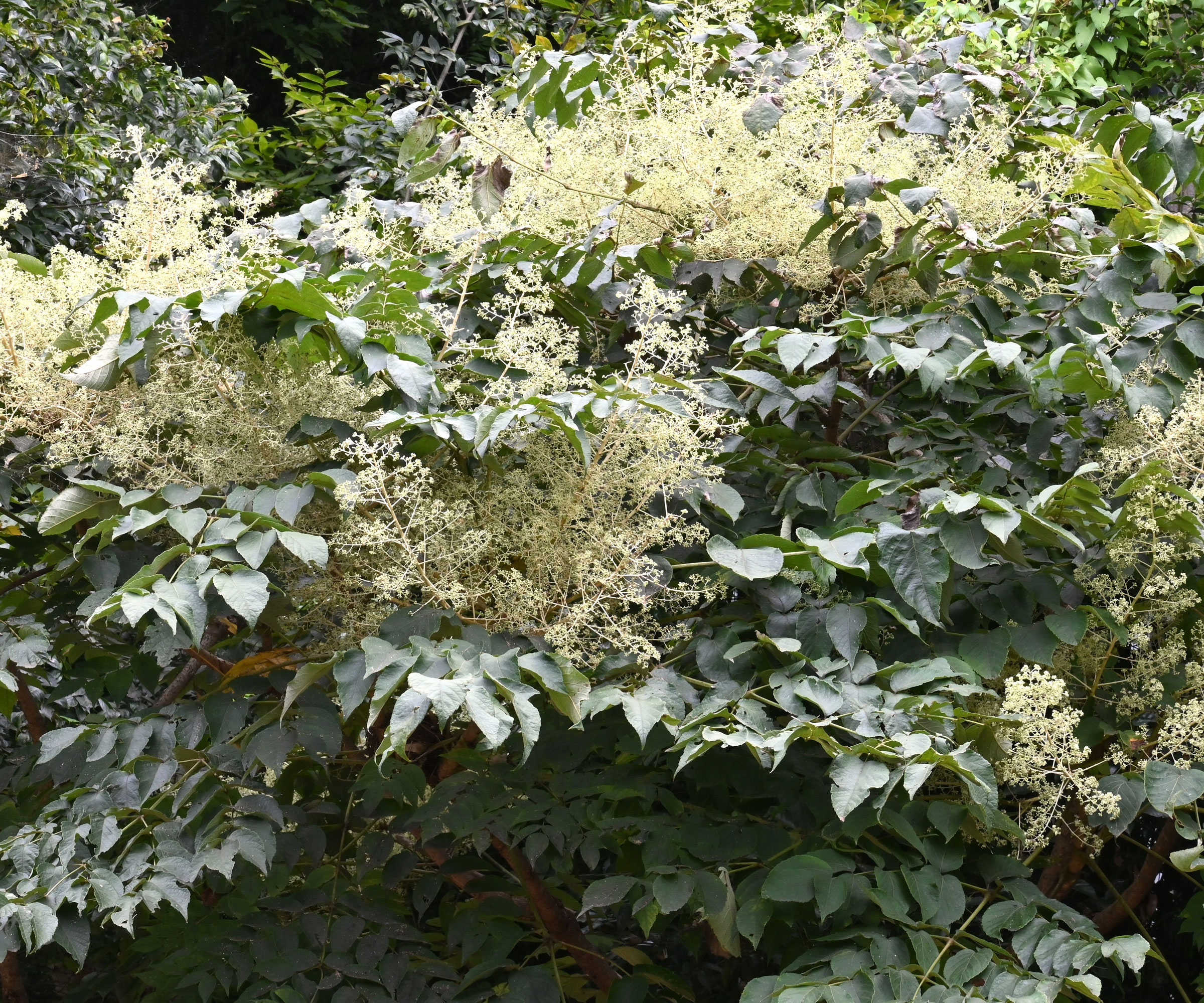 devil&#039;s walking stick tree with showy flowers