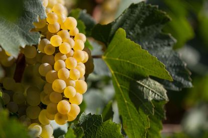 Chardonnay grapes on a vine