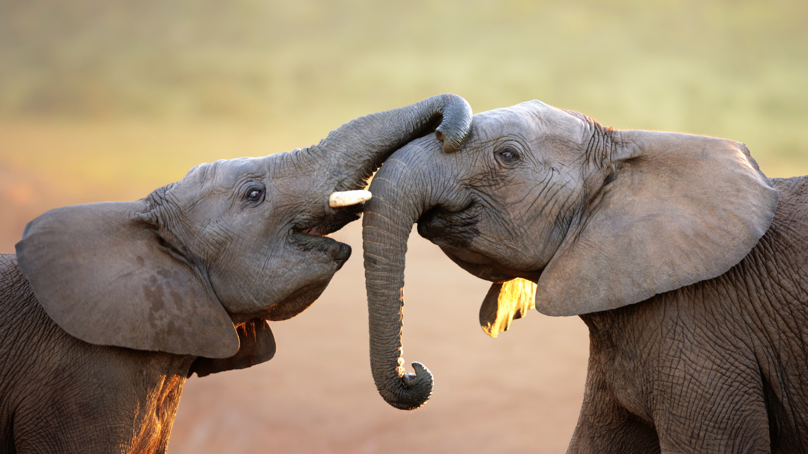 Elephants say 'hello' to friends by flapping their ears and making little rumbly noises