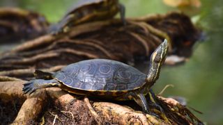 Pet turtle