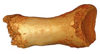 the toe bone of a neanderthal woman