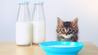 Kitten sitting beside two bottles of milk