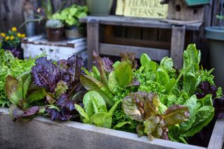 lettuces growing in raised bed