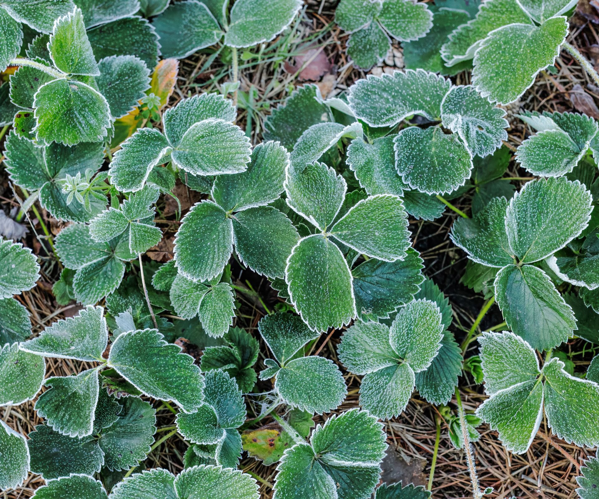 strawberry plants with frost on leaves