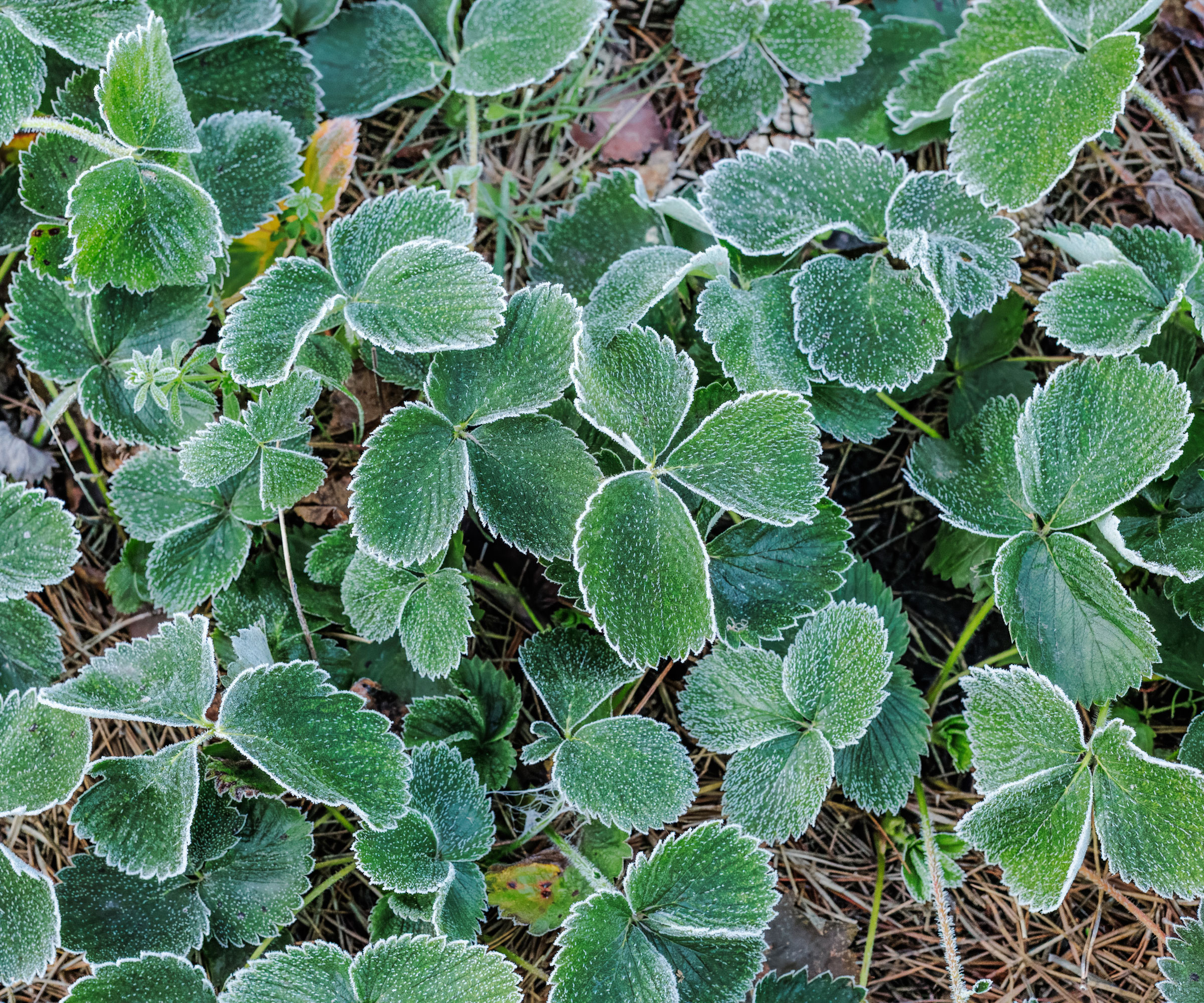 strawberry plants with frost on leaves