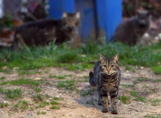 Feral cats running loose in a northeast Washington, D.C., neighborhood on April 4, 2014. 