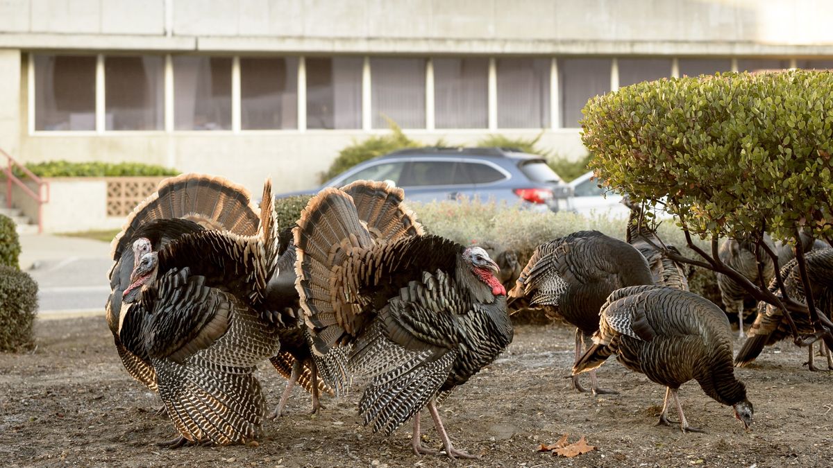 Fowl play: Turkey turmoil at NASA center in California