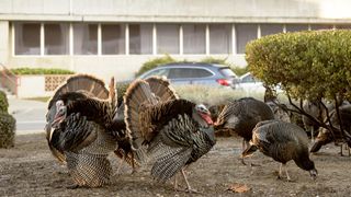 Wild turkeys seen at the NASA Ames campus in California.