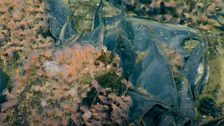 A close up of the volcano summit shows the skate eggs and coral.