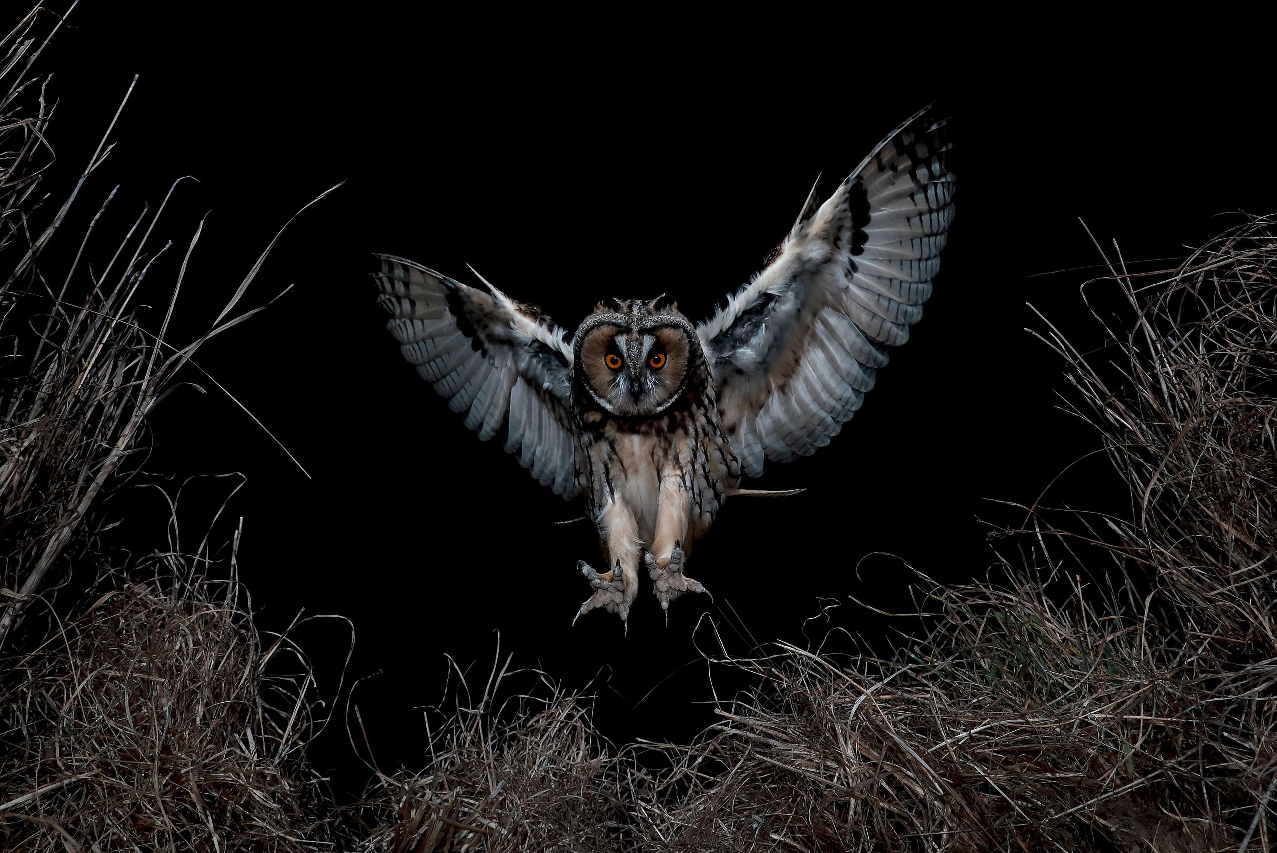 Britain's most widespread bird is also the most elusive — spotting it is one of ornithology’s great joys