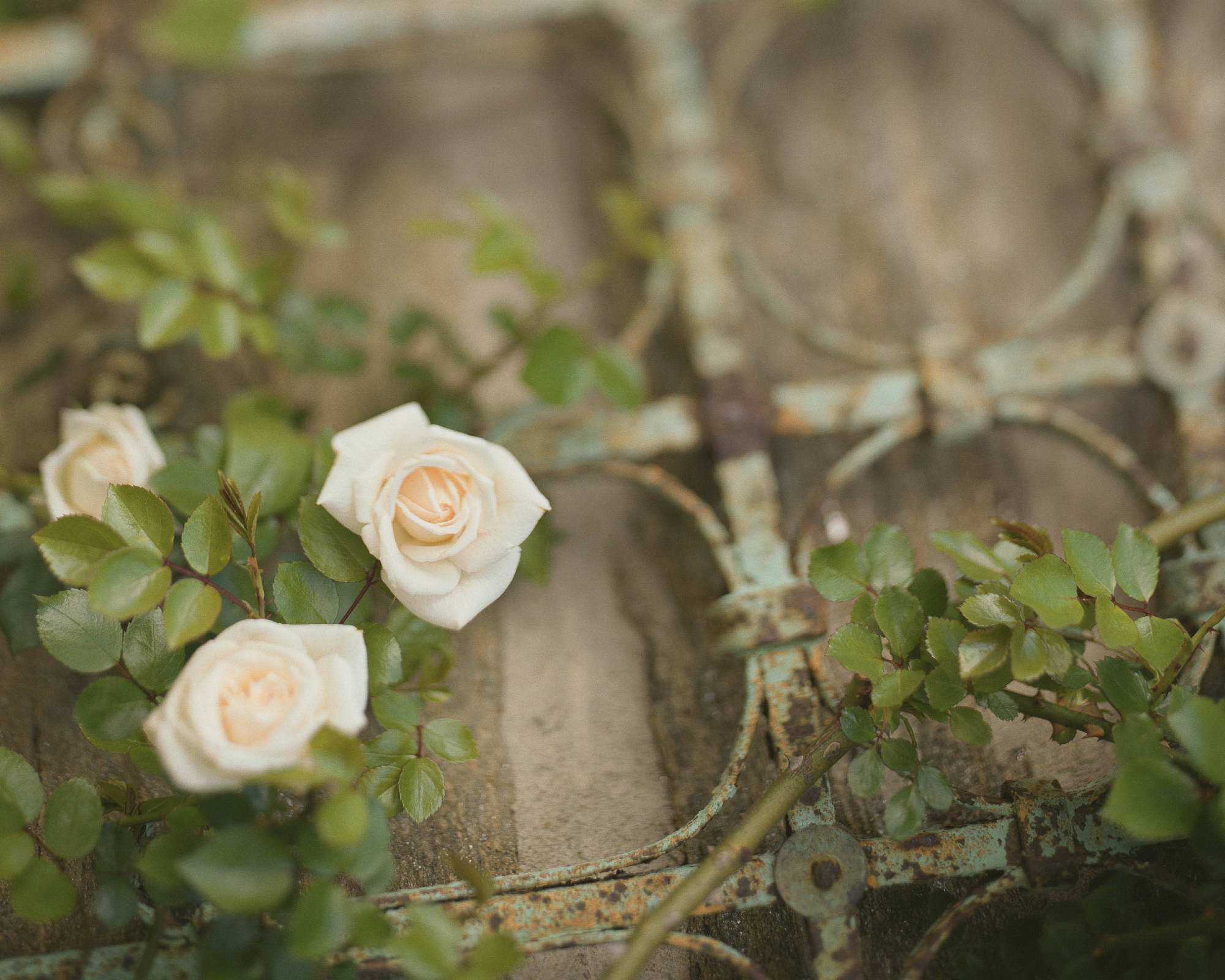 rose growing on vintage support