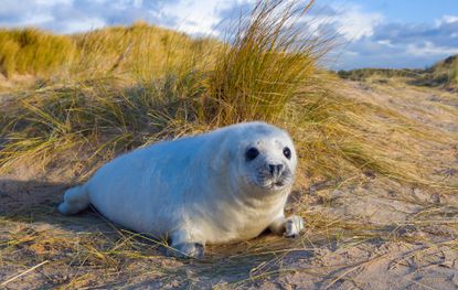 Seals in Norfolk