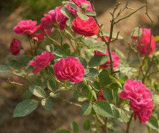 Rose blooming with pink-red flowers