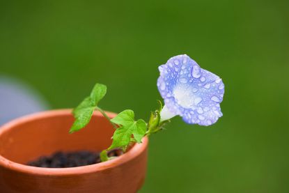 Single Morning Glory Vine Growing In A Container