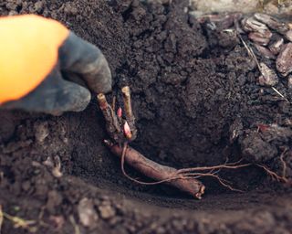 Hand planting a bare root peony tuber