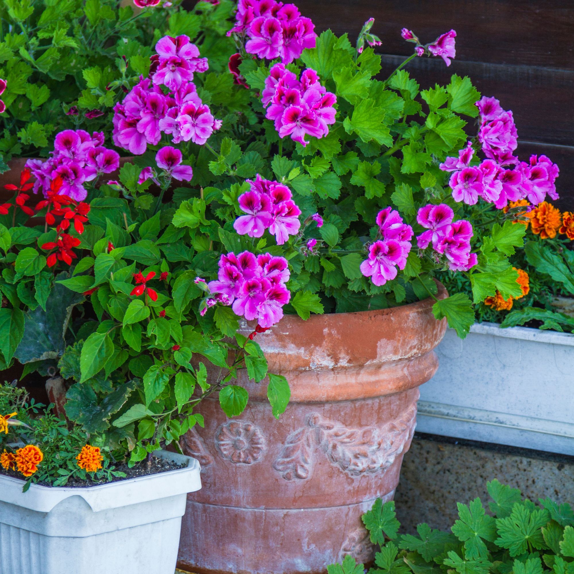 geraniums in front garden container
