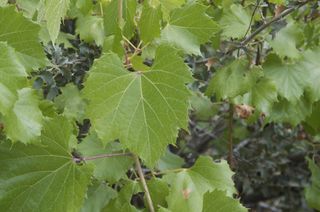 Vitis arizonica hasn’t been carefully cultivated for centuries like wine grapes.