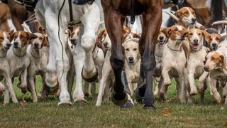 American foxhound pack with horses