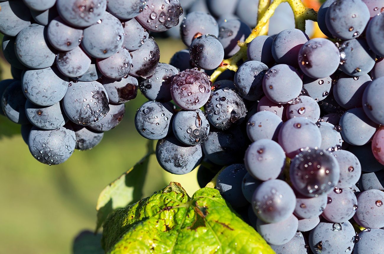 Barbera grape