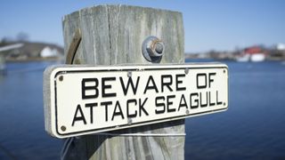 A sign warning of seagull attacks