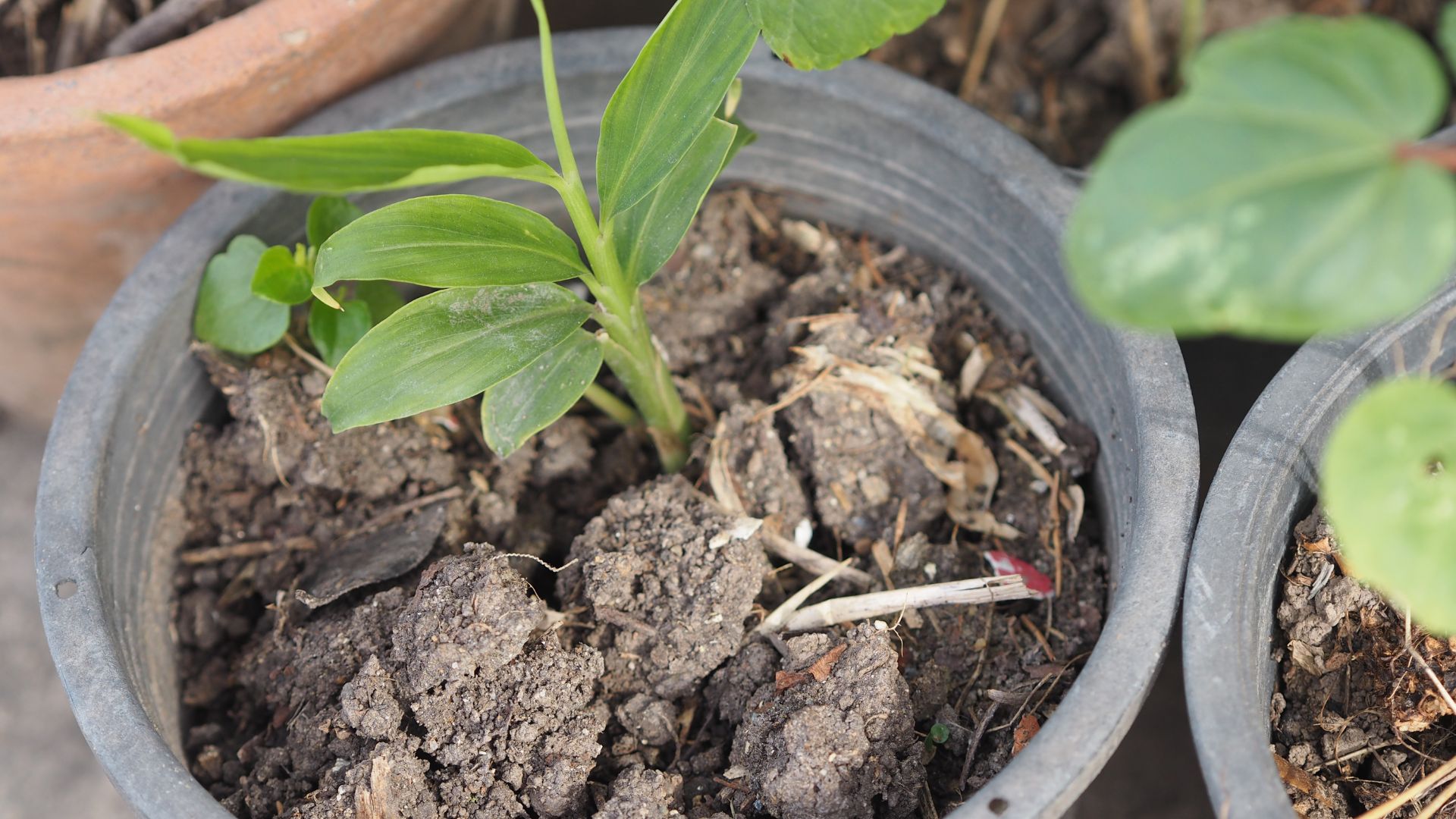 picture of ginger plan with dried soil in the pot