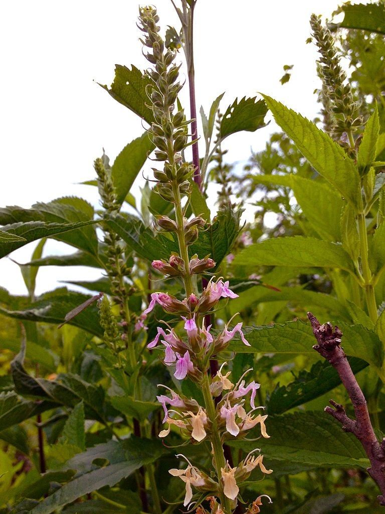 Germander Wood Sage Plants