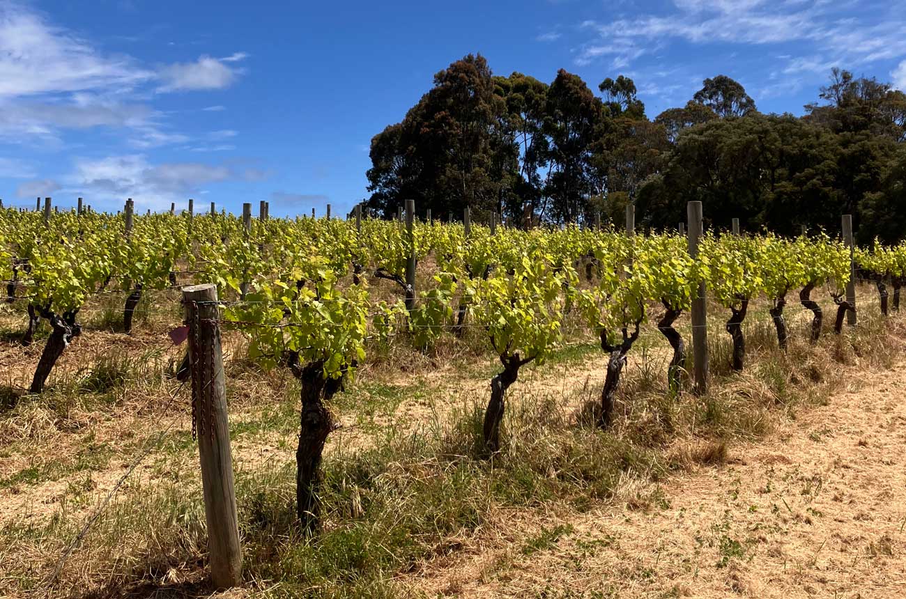 Tom Cullity vineyard at Vasse Felix