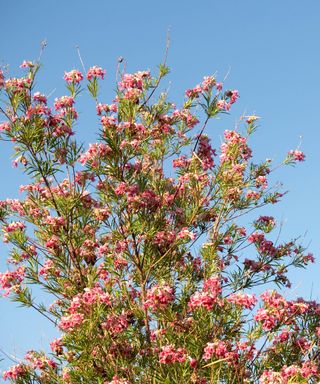 Desert willow tree in bloom