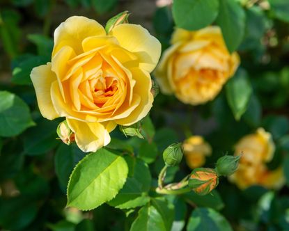 A Beautiful English Country Garden Rich In Roses 