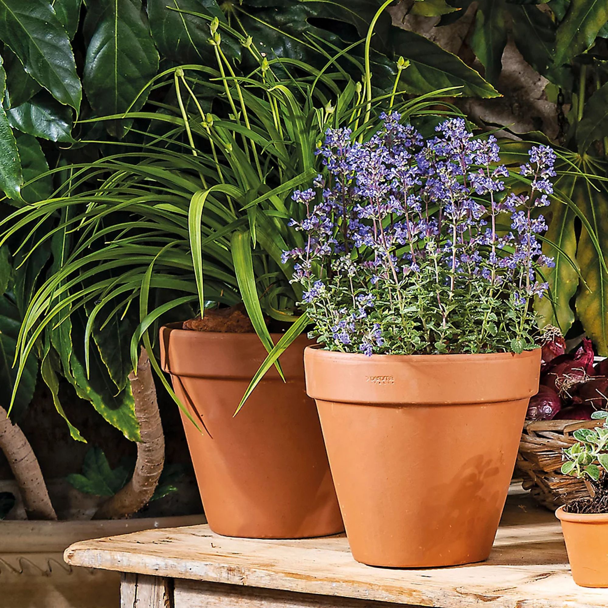 Verve Laleh Brown Terracotta Grow pot (Dia) 11.2cm, (H)10cm, 1L