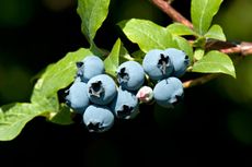 Blueberries On Branch