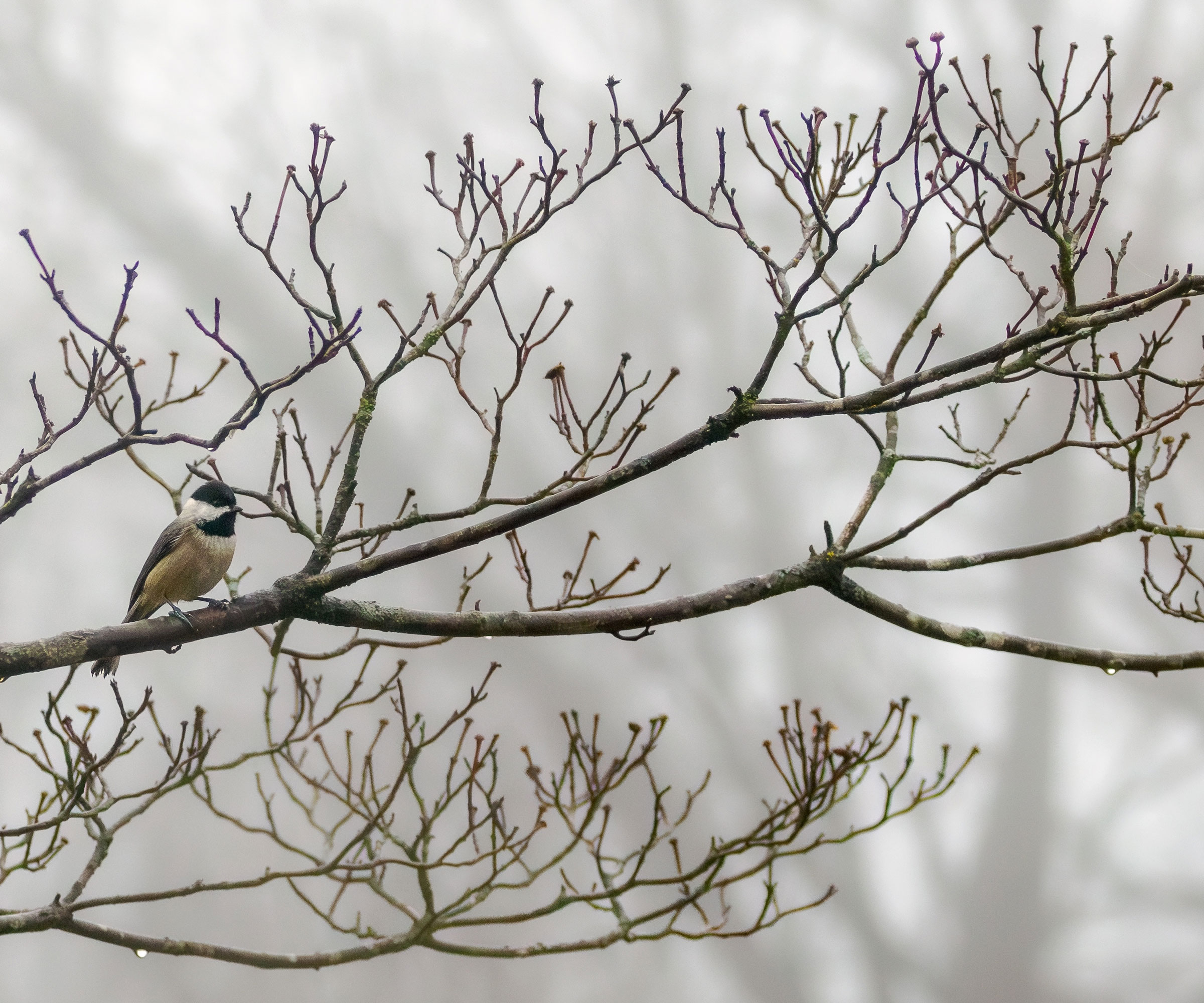 bare dogwood tree branches with chickadee