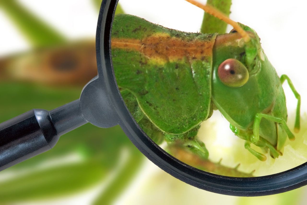 Bug Under Magnifying Glass