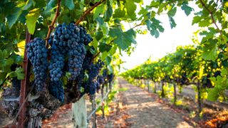 grapes in vineyard in Napa Valley