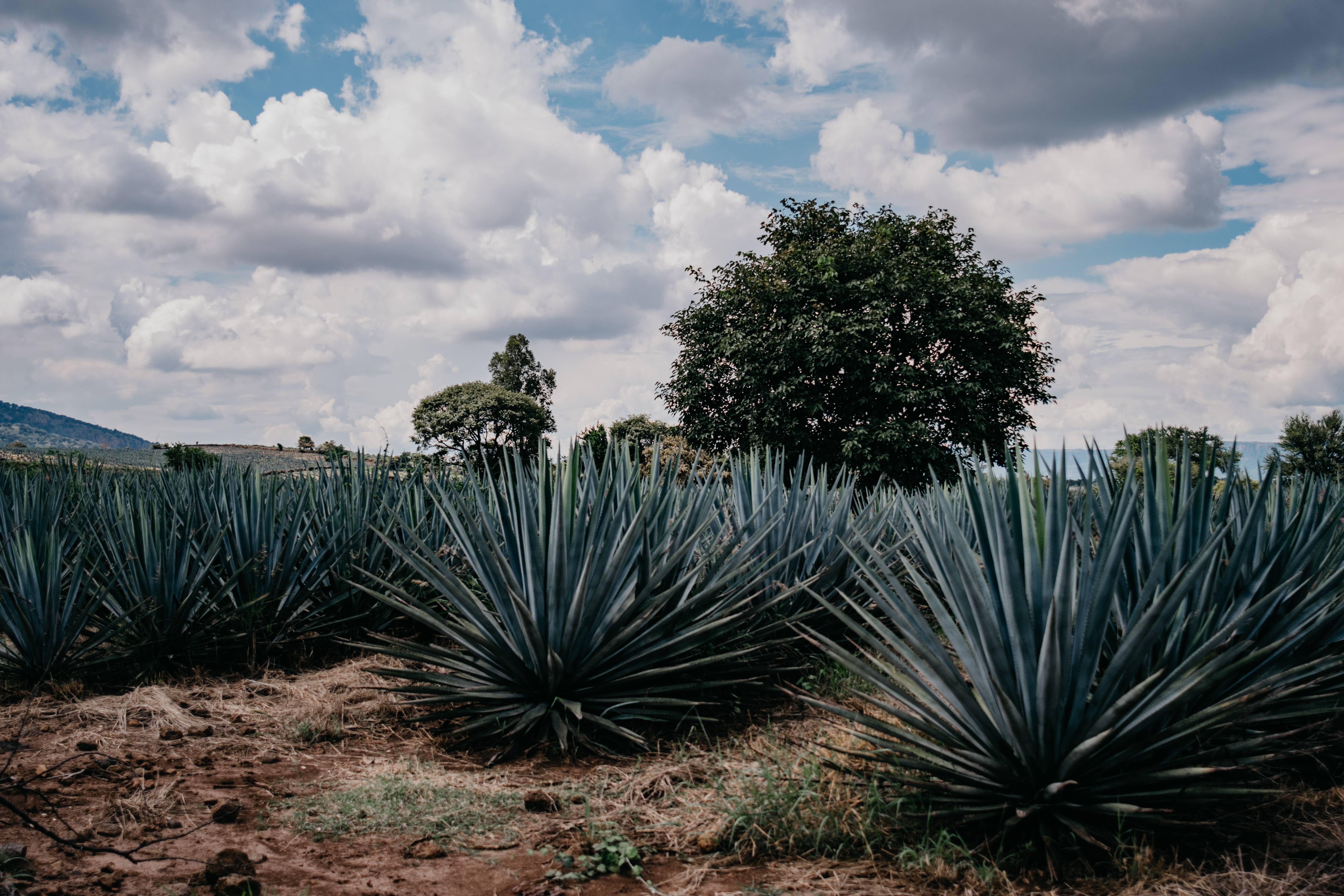 Blue agave plants growing on tequila estate