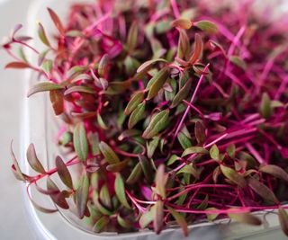 amaranth leaves harvested very young