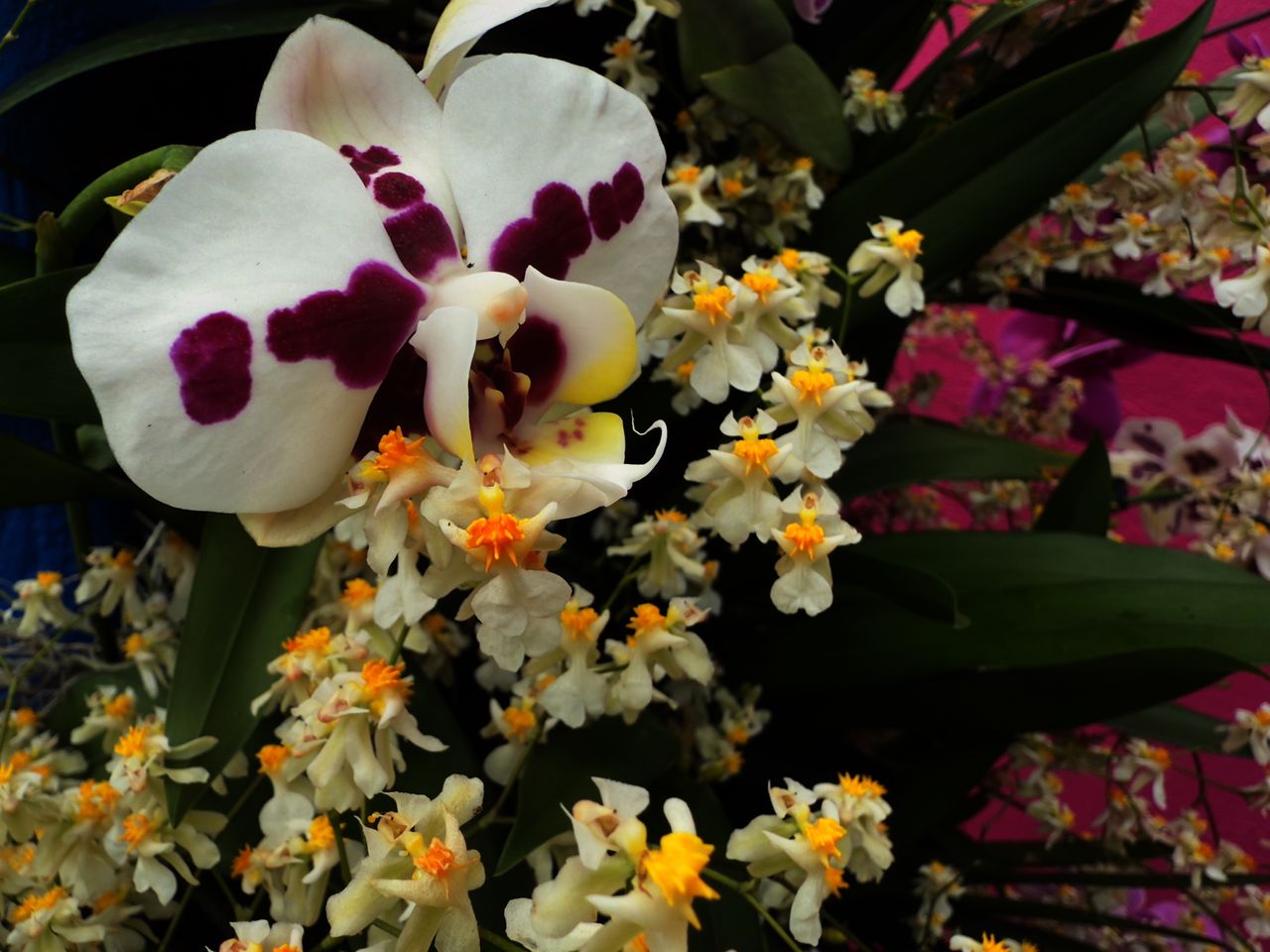 A phalaenopsis orchid behind dancing lady orchids at the New York Botanical Garden