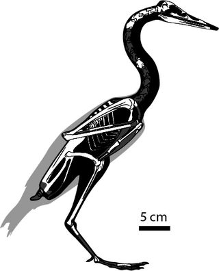 Skeletal drawing of the crown bird Vegavis iaai.