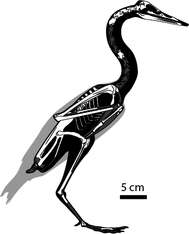 Gambar kerangka Burung Mahkota Vegavis Iaai.