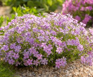 creeping phlox ground cover plants in full bloom