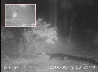 Screenshots from infrared camera-trap footage show an alligator launching itself toward a cat (shown a few seconds before in the inset) in Florida.