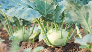 A Kohlrabi plant in the dirt